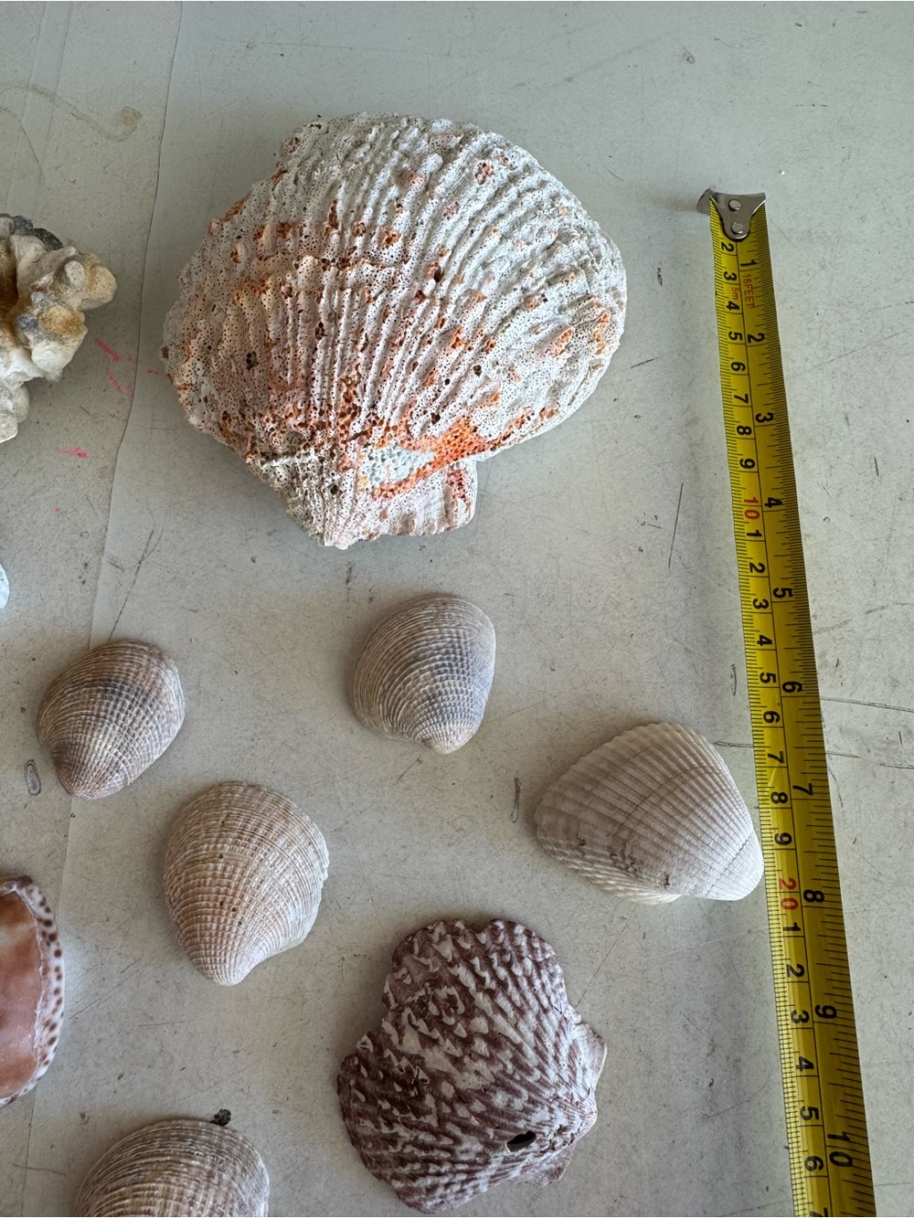 Decorative Assorted Sea Shells and Coral Collection - Picture 5 of 5